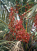 Phoenix dactylifera