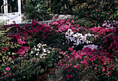 Rhododendron simsii IM