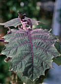 Solanum quitoense