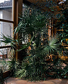 Trachycarpus fortunei im Wintergarten