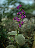 Tibouchina grandiflora
