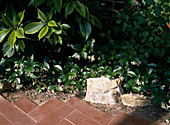 Trachelospermum als Bodendecker im Wintergarten, Stark duftend