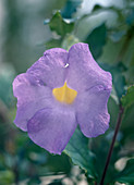 Thunbergia erecta