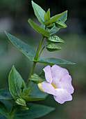 Thunbergia erecta