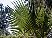 Washingtonia filifera