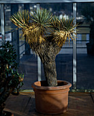 Yucca thomsoniane