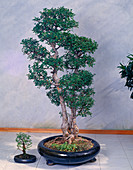 Zelkova serrata (Zelkove)