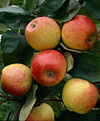 Apfel 'Alkmene'