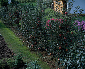 Fence with trellis apples