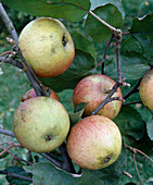 Apple 'Laxtons Superb'