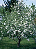 Blühender Birnenbaum