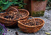 Basket with walnuts