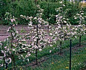Apple spindle bushes as trellis