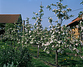 Apfelspindelbusch