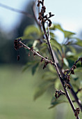 Twig monilia spike drought on morello cherry