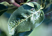 Blattpocken an Birne, verursacht durch die Birnenpockenmilbe