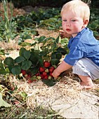Erdbeeren mit Kind