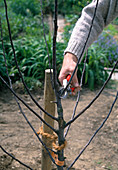 Planting an apple tree (8/10)