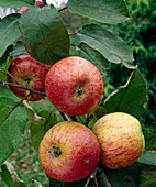 Apfel 'Gewürzluiken'