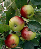 Apple 'Brettacher'