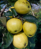 Apple 'Graham's Jubilee' apple