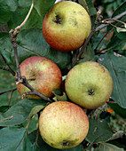 Apple 'Laxtons Superb', fruit