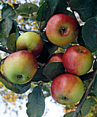 Apple 'Prince Albrecht of Prussia'