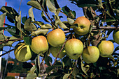 Apple 'Golden Delicious'