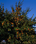 Apfel 'Rote Goldparmäne'