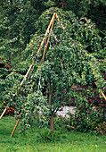 Supporting branches overhanging with fruit