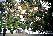 Weintrauben im Wintergarten