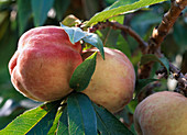 Prunus persica (fruits of the dwarf peach)