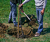 Planting an apple tree: 8/10