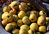 Freshly harvested fruits of Chaenomeles (ornamental quinces)