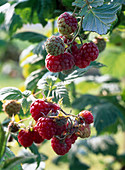 Rubus idaeus