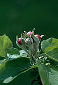 Apple blossom