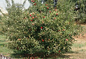 Apple bush tree