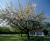 Blossoming apple tree