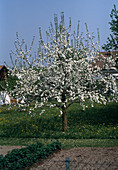 Flowering apple tree