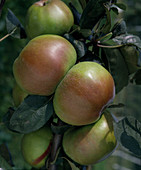 Apple 'Ontario' fruit