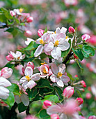 Apple Blossom