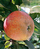 Apfel 'Boskoop' FRUCHT