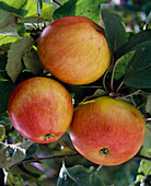 Apfel 'Roter James Grieve'