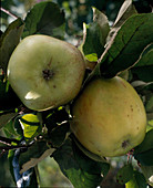 Apfel 'Wiltshire'