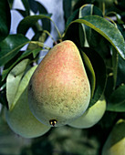 Pear 'Clapp's favourite