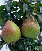 Pear 'Alexander Lukas'