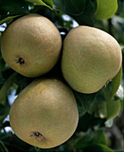 Gellerts butter pears