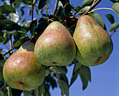 Congress Pear