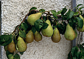 Pear trellis with 'Conference'