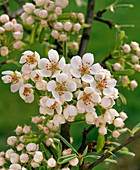 Pear blossom